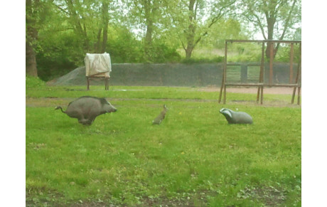 Des intrus sur le terrain !!!